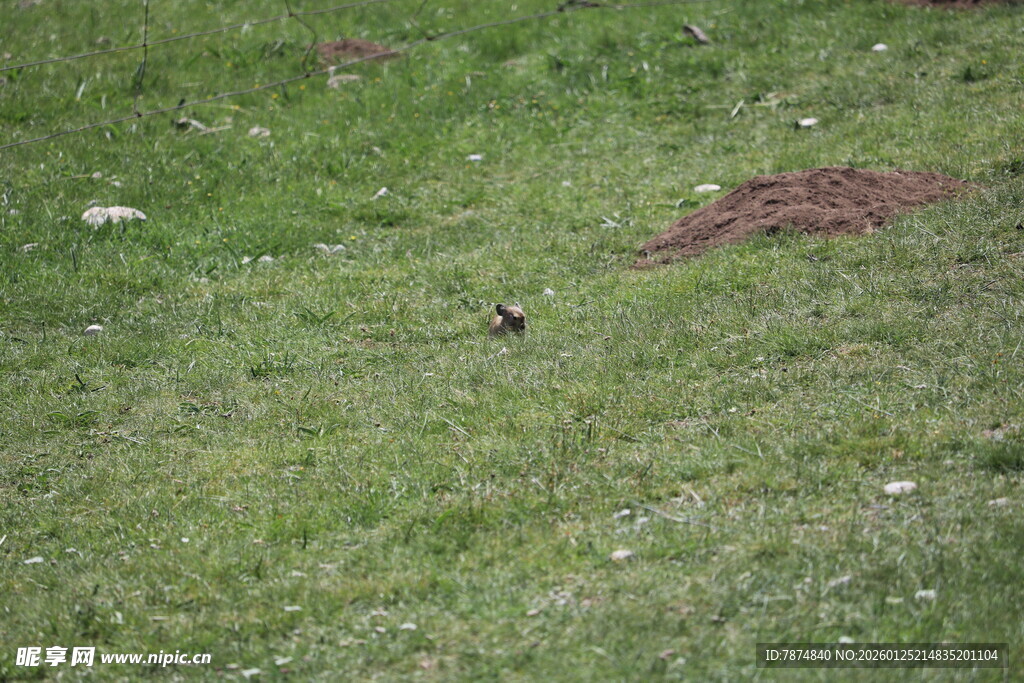 草地上的土堆与小物体