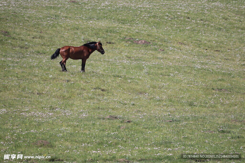 草原上独行的骏马