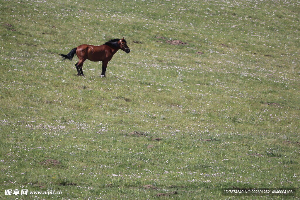 草原上奔跑的骏马