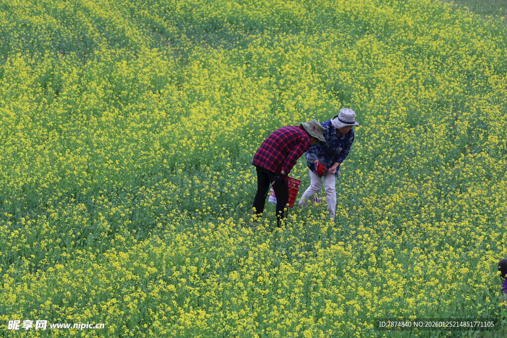 田间劳作的农民