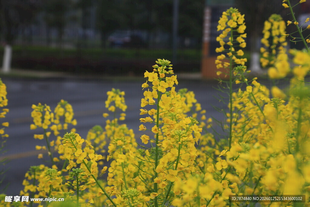 路边绽放的灿烂黄色小花
