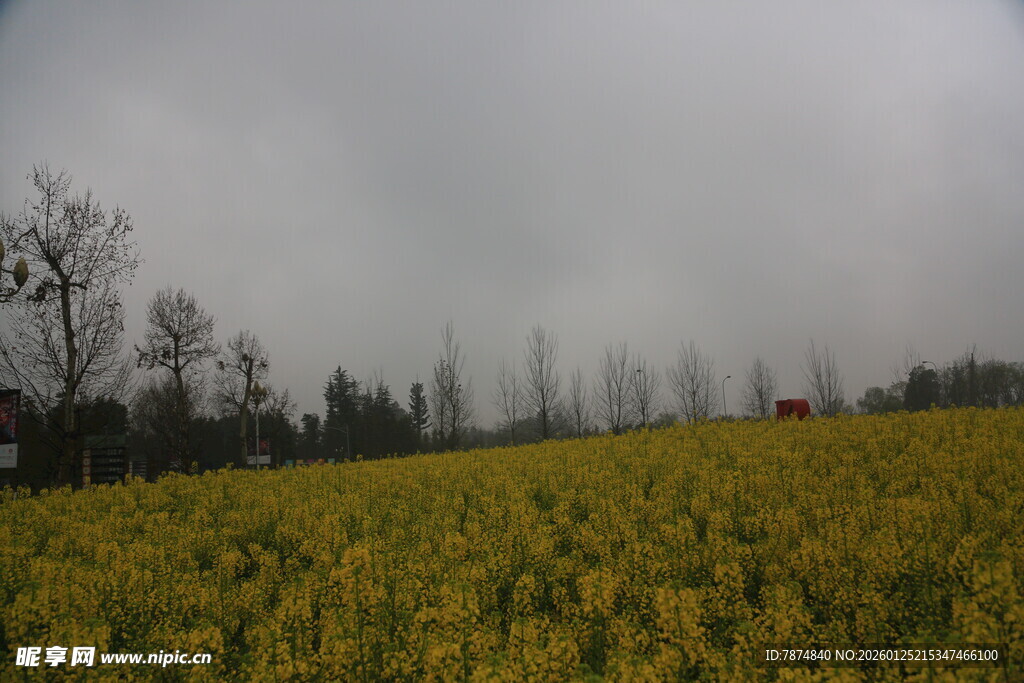 金黄油菜花田的朦胧景致