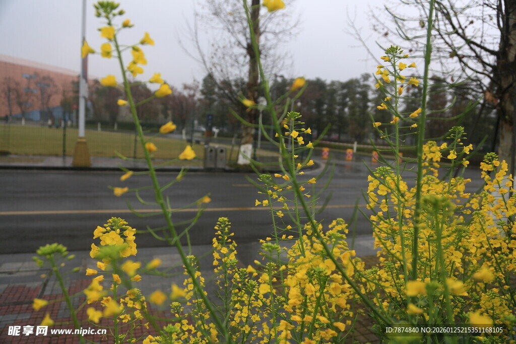 路边绽放的灿烂黄色小花