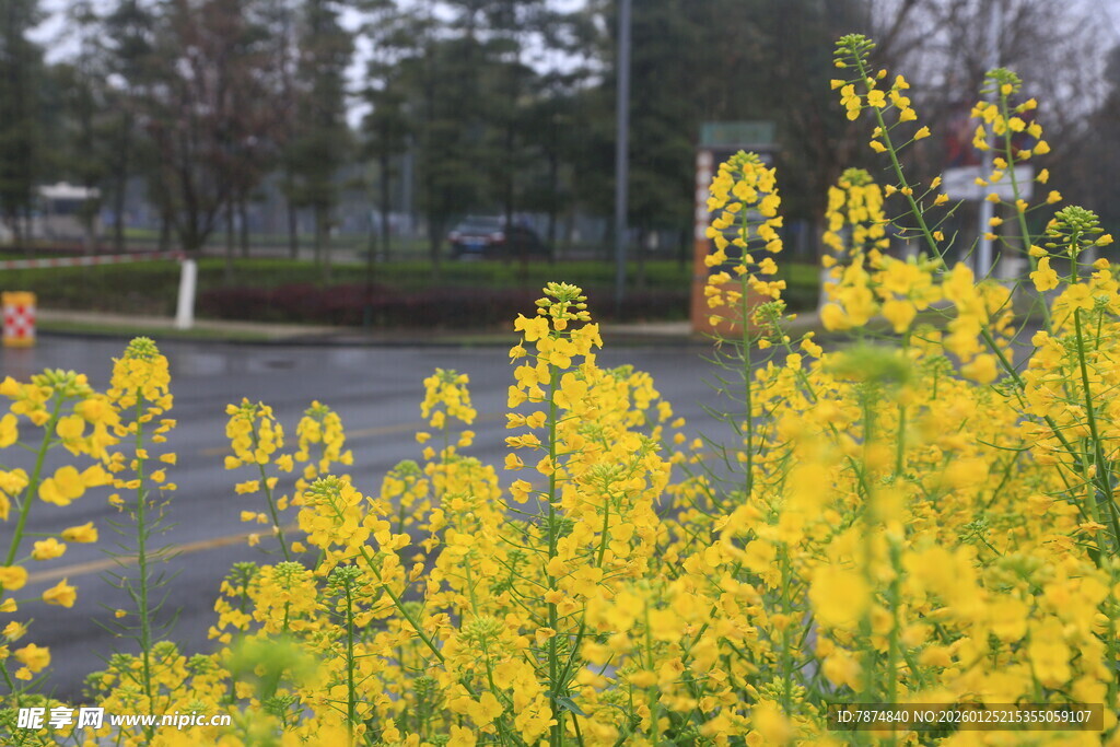 路边绽放的灿烂黄色花朵
