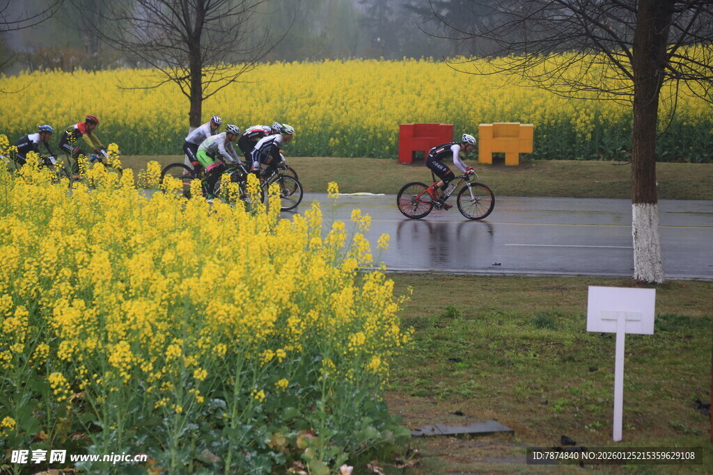 油菜花田中的骑行比赛