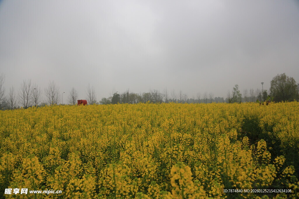 金黄油菜花田的美丽景致