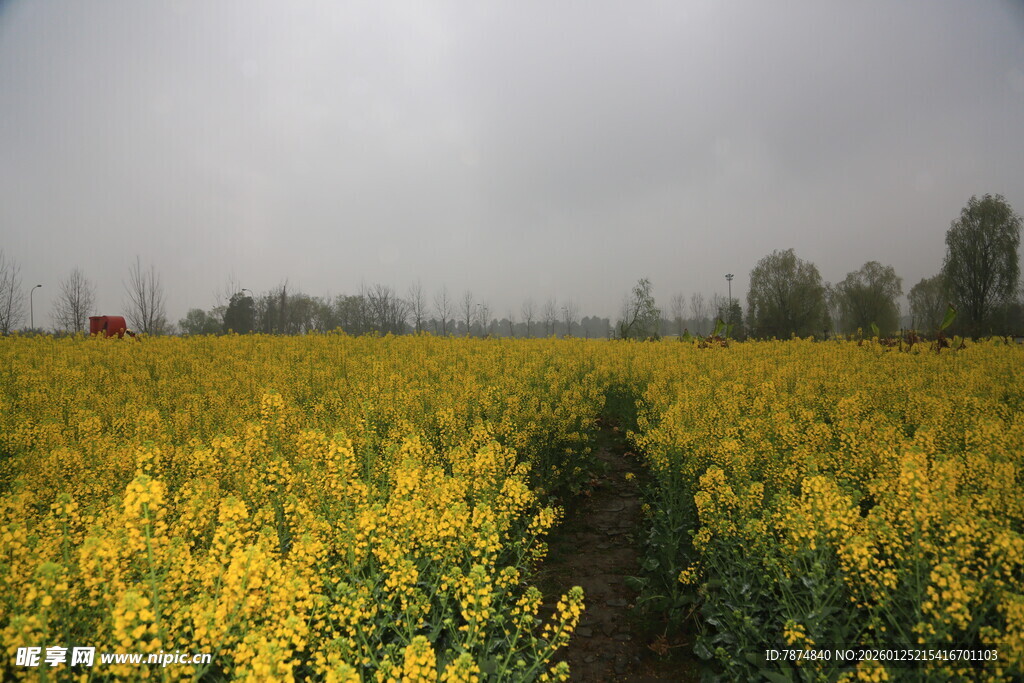 金黄油菜田 春日田园风光