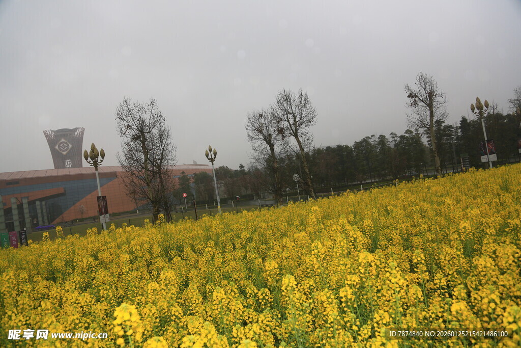 金黄油菜花海田园风光