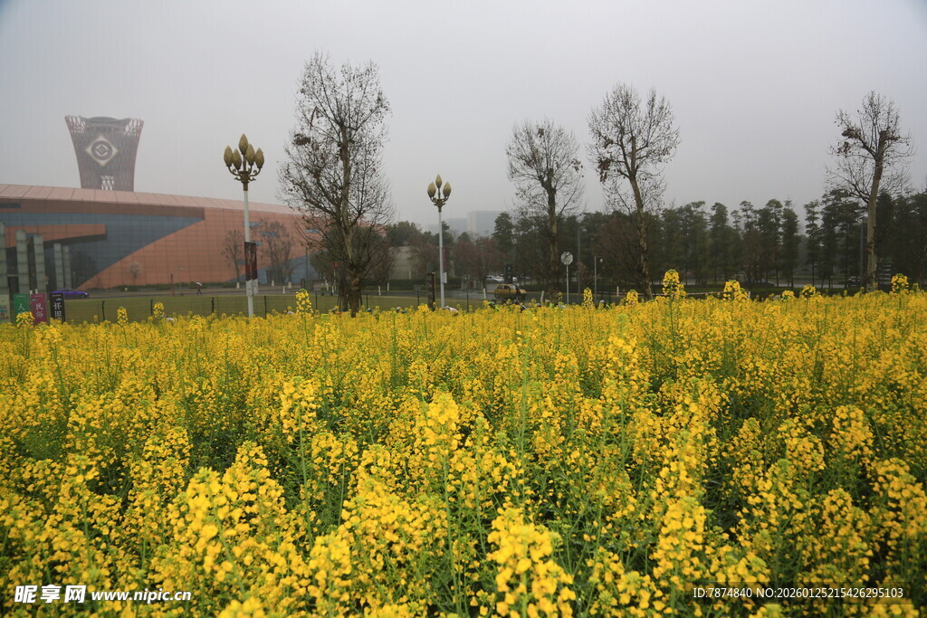 金黄油菜花田的美丽景致