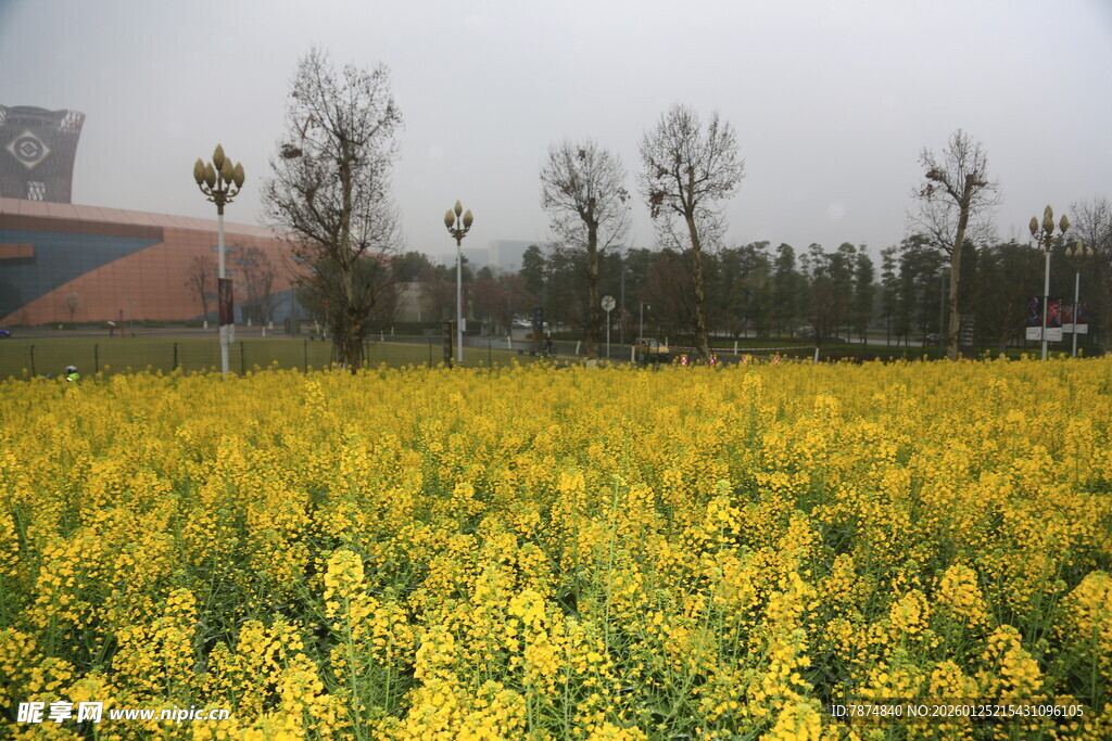 金黄油菜花海美景