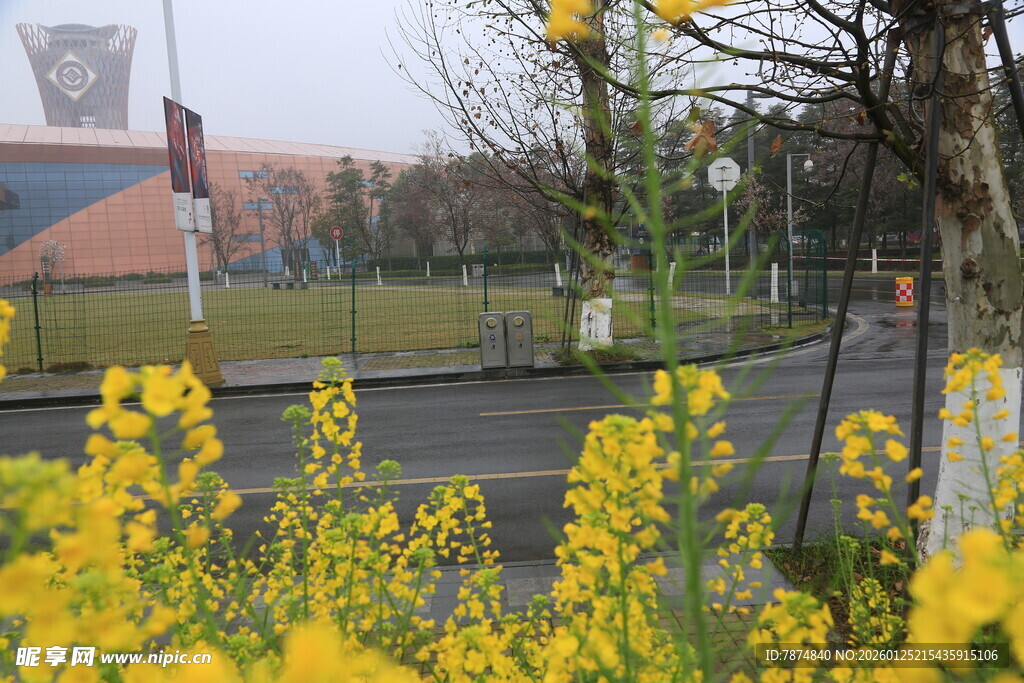 路边绽放的灿烂黄色花朵