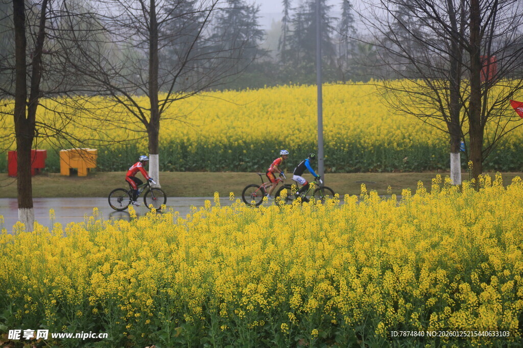 春日骑行于烂漫油菜花田