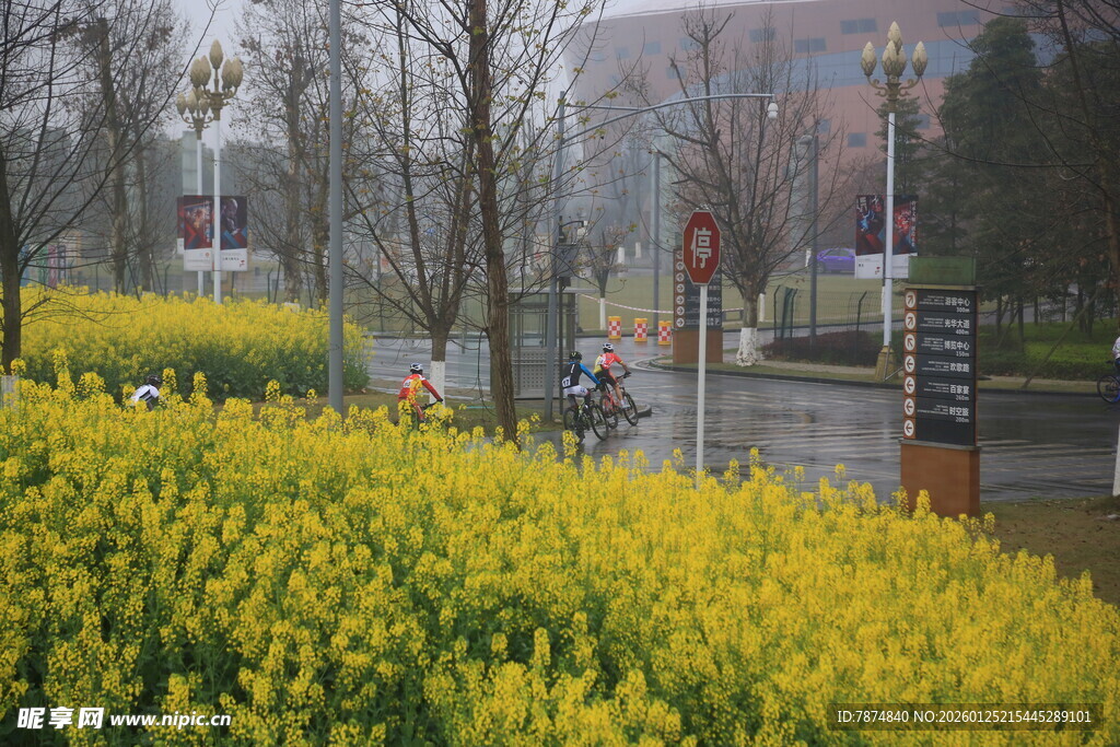 春日黄花盛开的城市街景