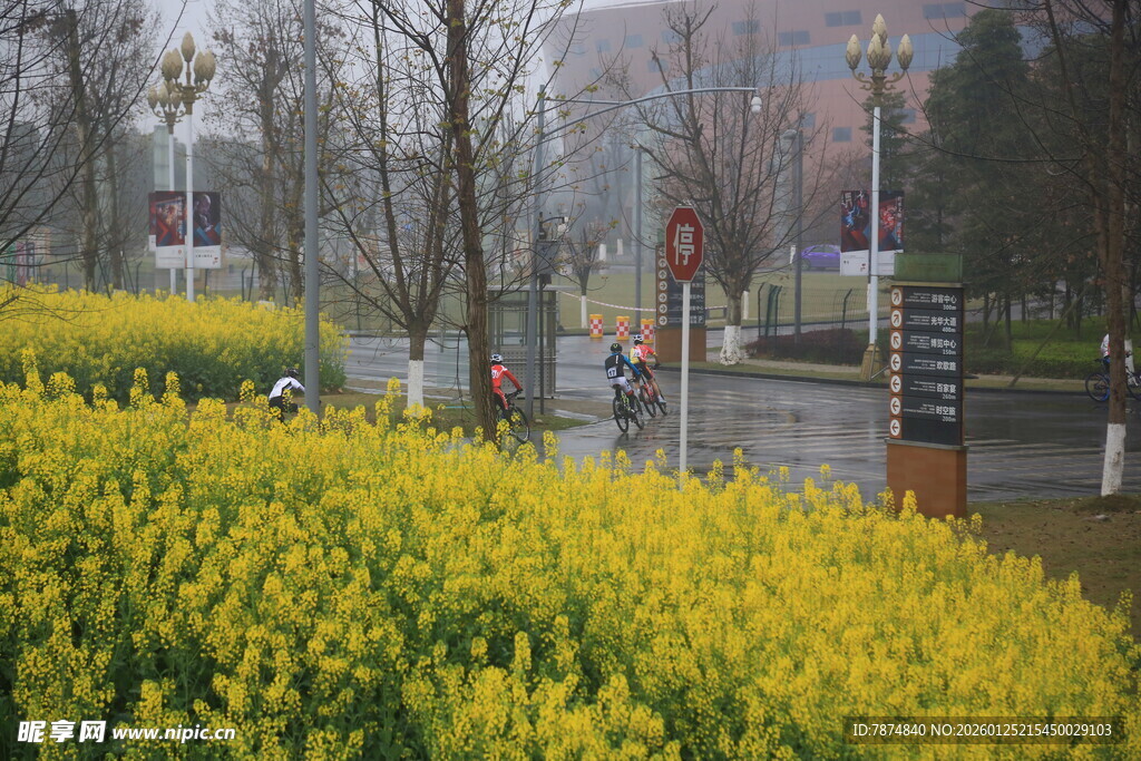 春日街头盛开的黄色花丛
