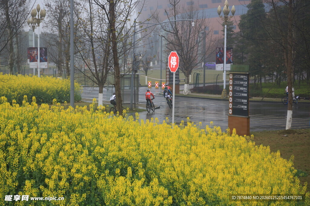 雨中绽放的金黄花卉景观