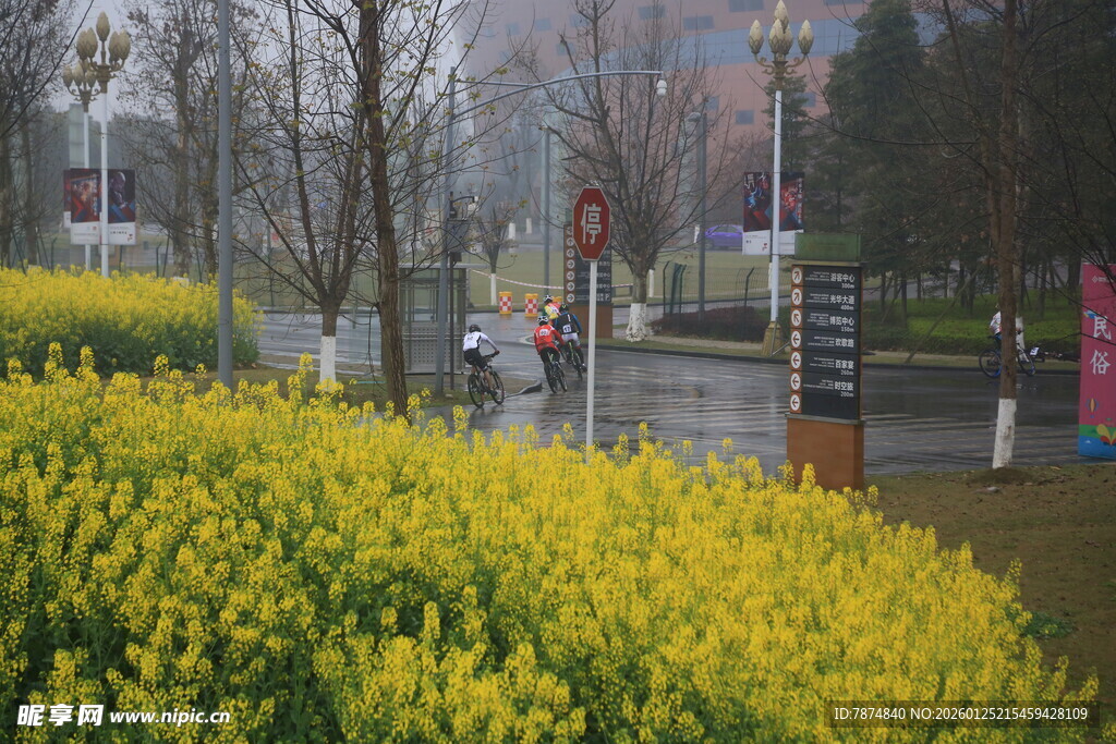春日街头的灿烂黄色花丛