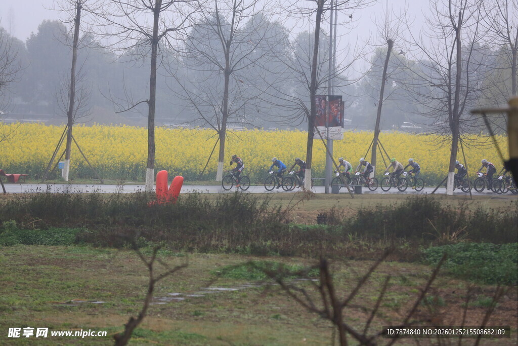 春日骑行于金黄油菜田间