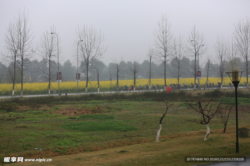 雾中田野与稀疏树木景观