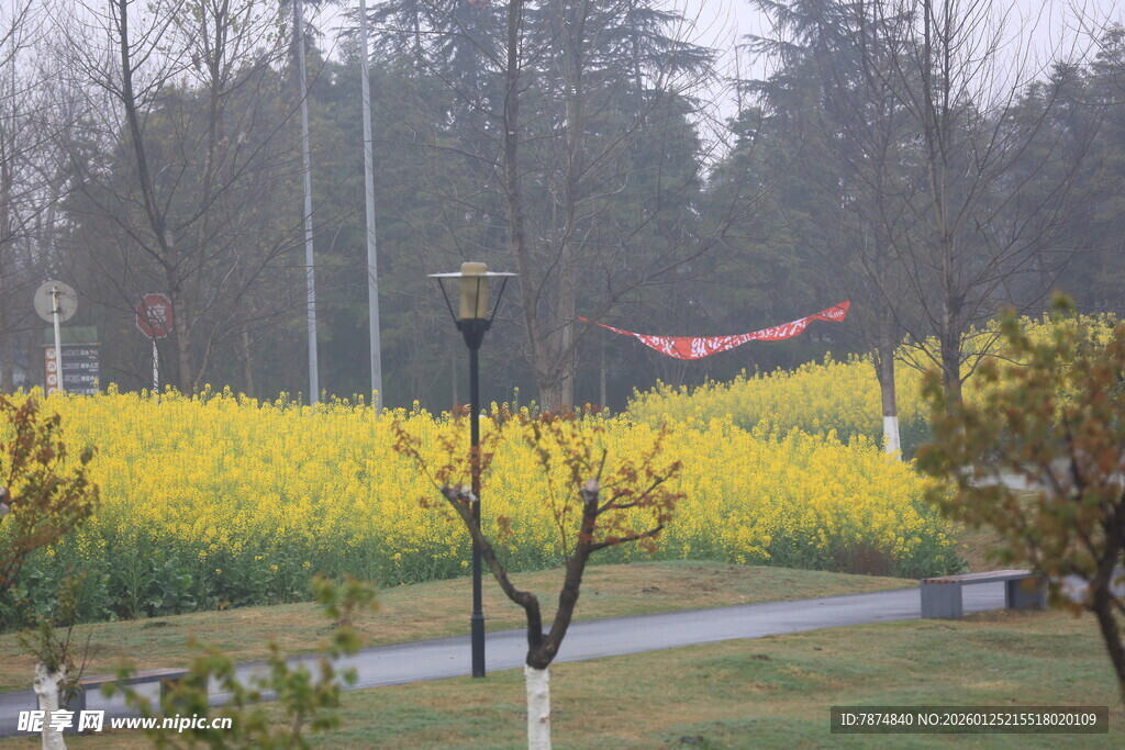 春日油菜花田风景