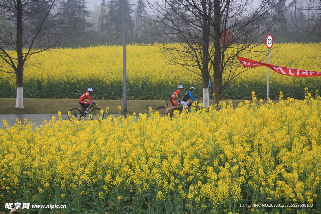 骑行于烂漫油菜花田间
