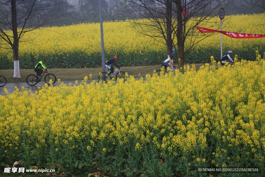 骑行于金黄油菜花田间