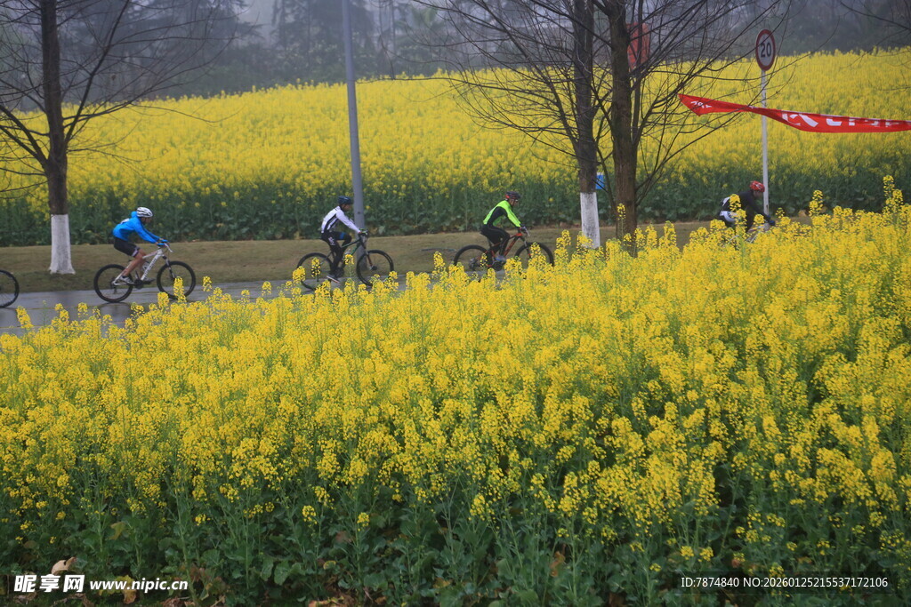 骑行于金黄油菜花田间