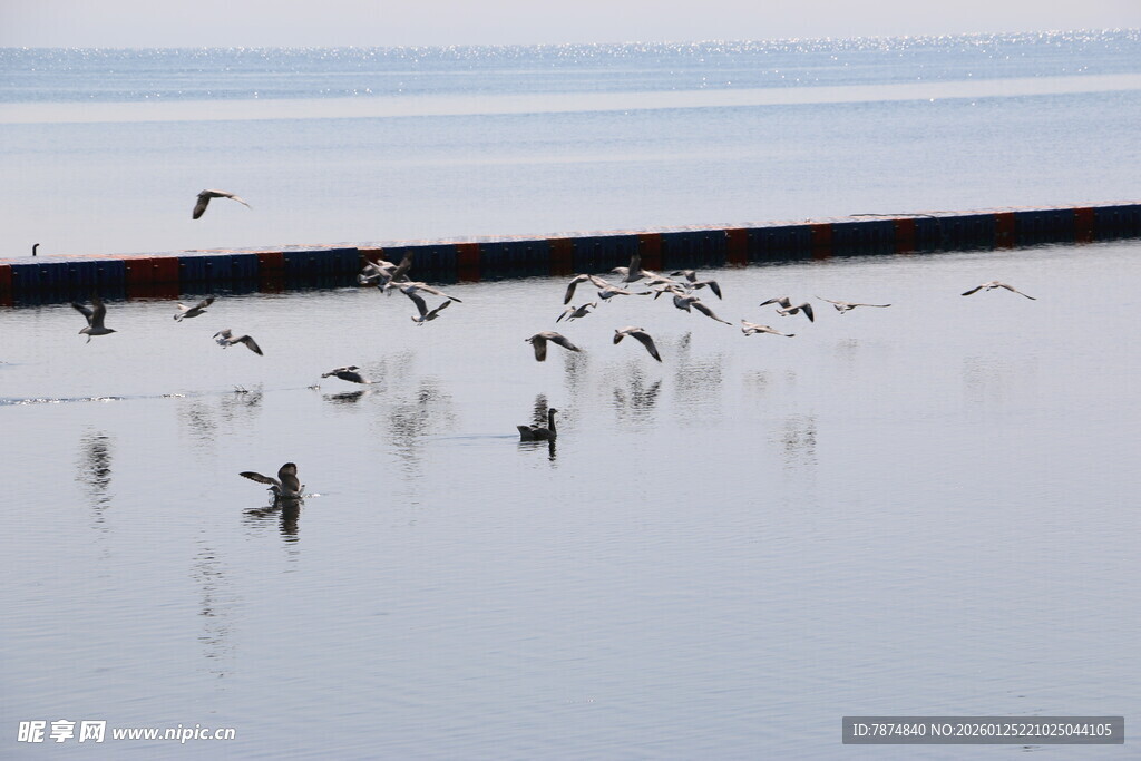 海边栈桥群鸟栖息景象