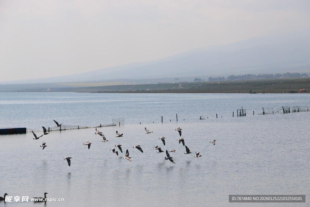 湖畔群鸟栖息的静谧画面