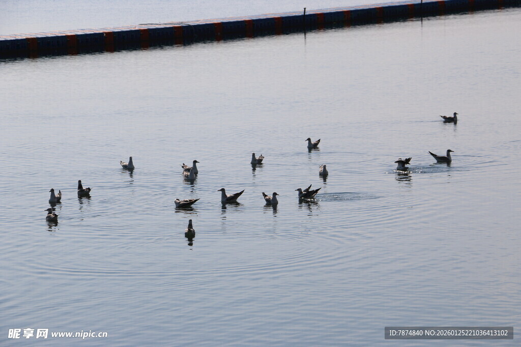 水面上的鸟群