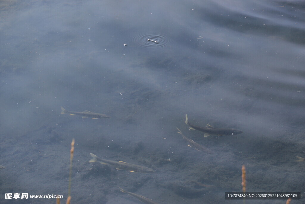 水面上的稀疏枯草