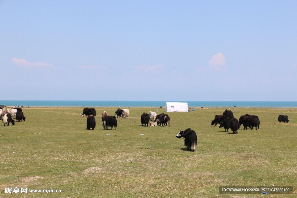 草原上的牦牛群