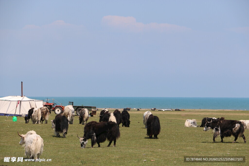 草原上的牛羊与湖畔风光