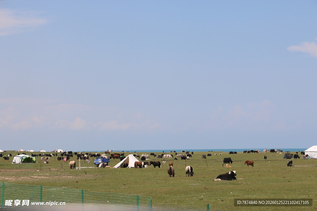 草原上的帐篷与牲畜