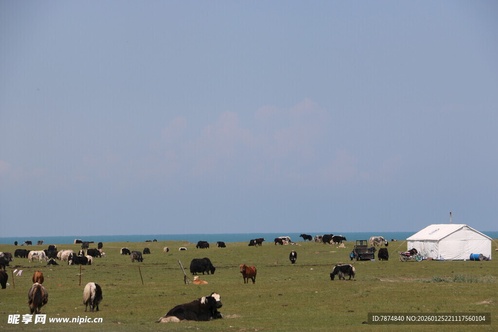 草原上的牦牛与白色毡房