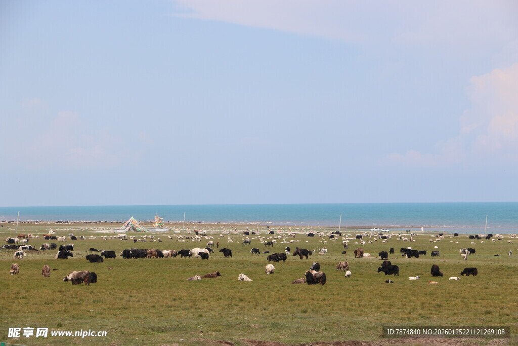 草原上的牛羊群