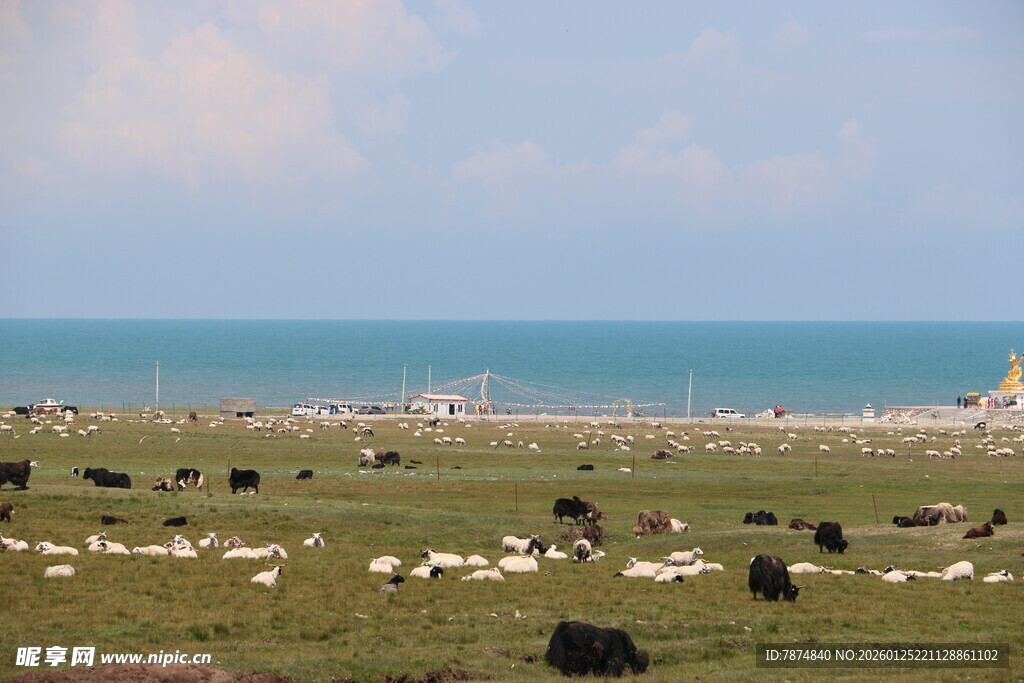 草原湖畔牛羊群景