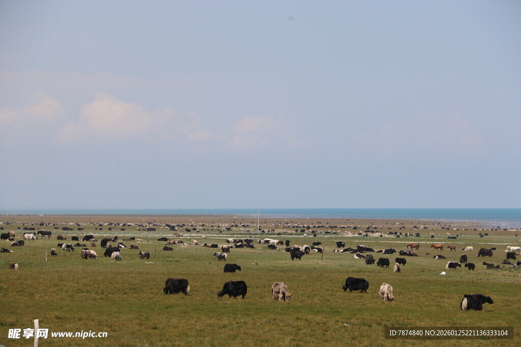 草原上的牲畜与广阔风景