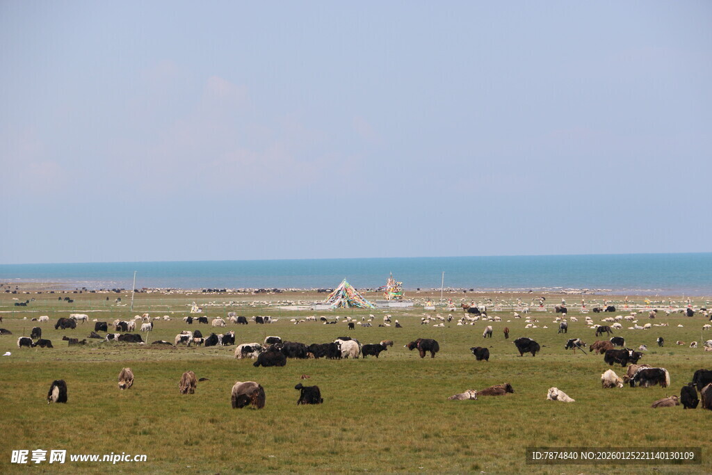 草原上的牛群与辽阔海景