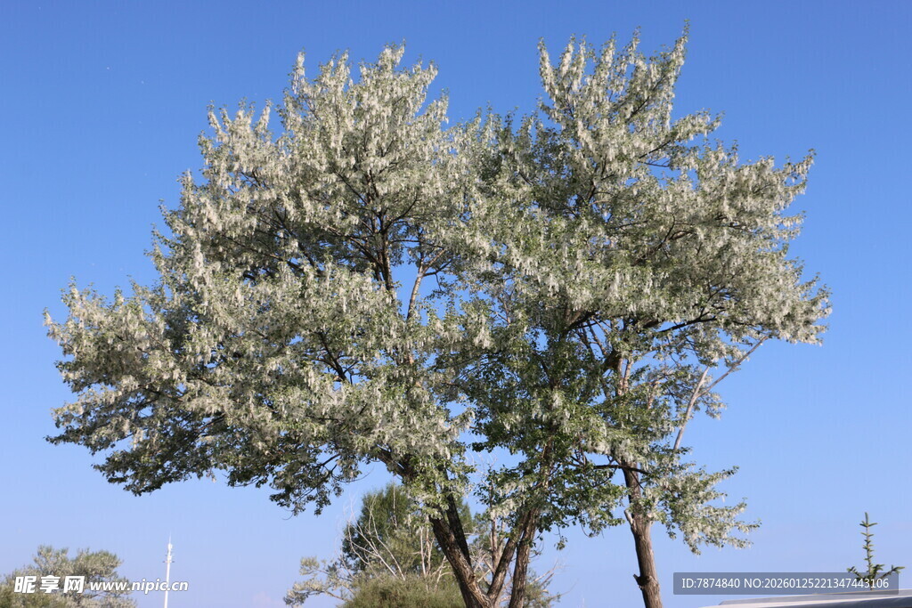 蓝天映衬下的葱郁树木