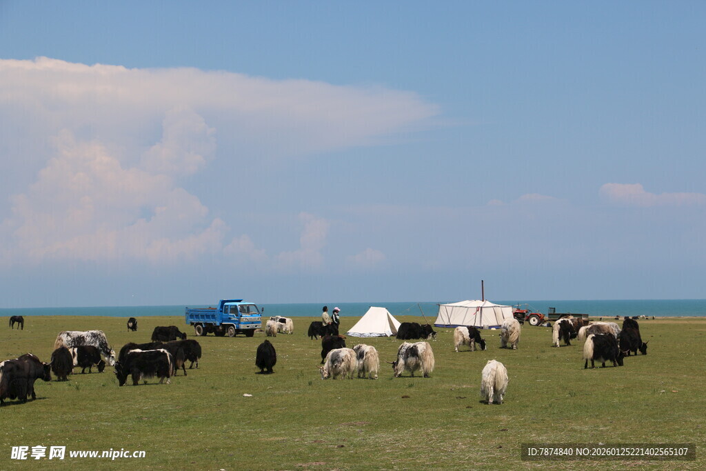草原牧场景象