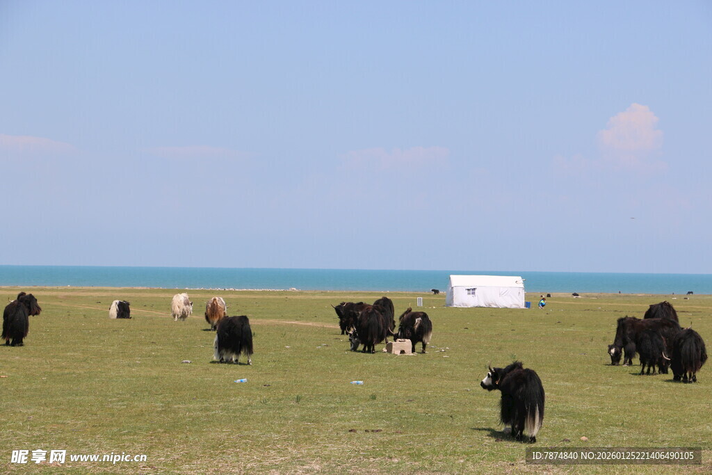 草原上的牦牛群