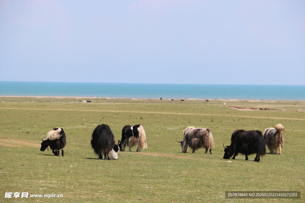 草原上的牦牛群