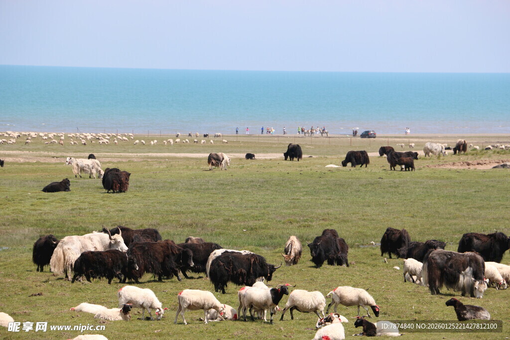 草原上牛羊成群景象