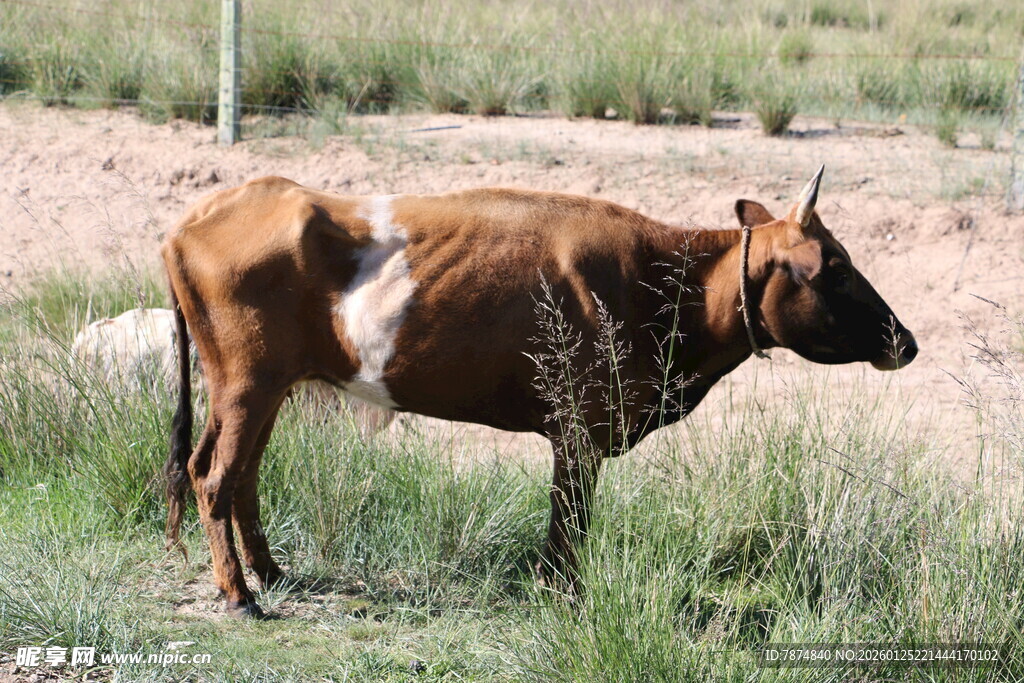 田野中的棕色奶牛
