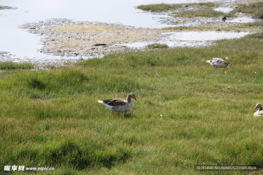 草原上的几只觅食野禽