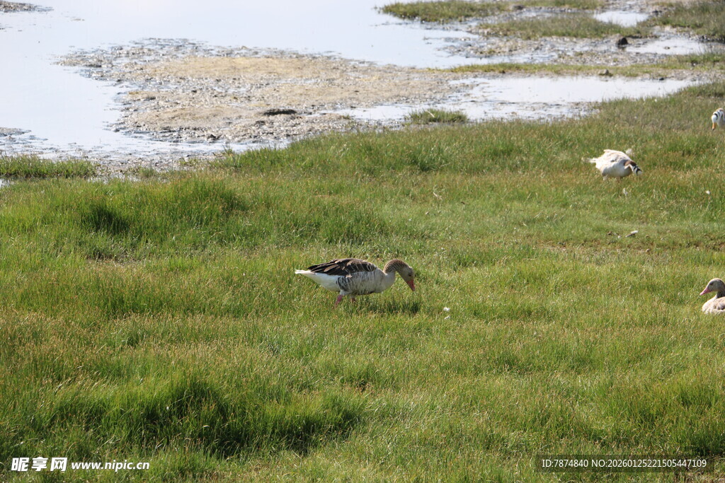 草原湿地中的鸟类身影