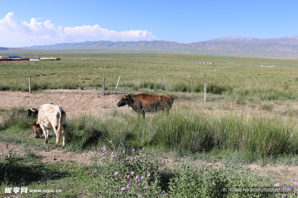 草原上的牛群