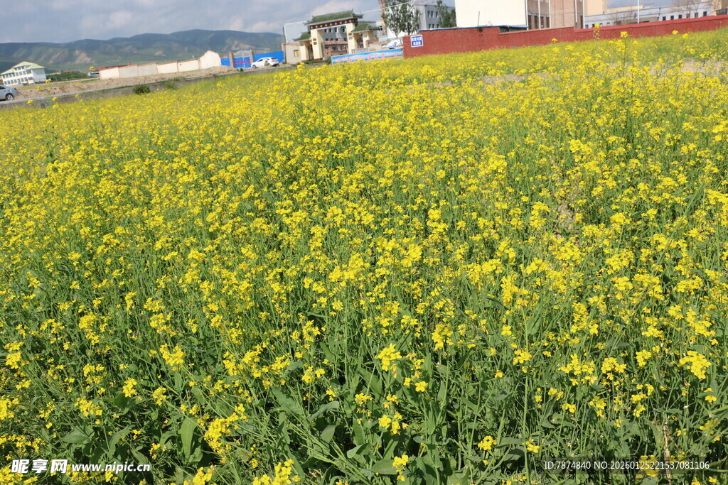 金黄油菜花田的美丽景致