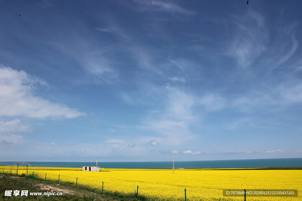 金黄花海与蓝天美景