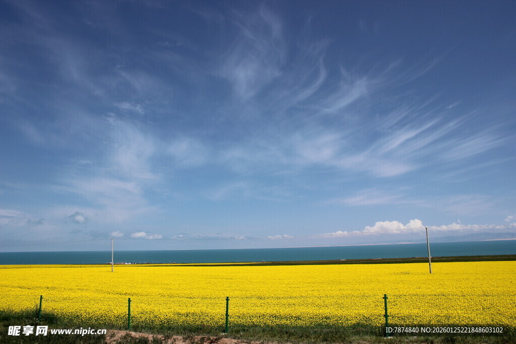 金黄花海与蓝天美景